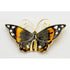 David Andersen Jewelry David Andersen Norway Sterling & Enamel Large Monarch Butterfly Brooch 1940s